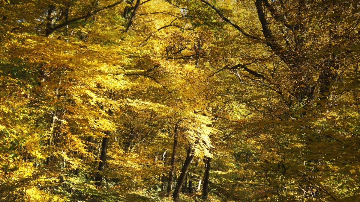 Trail de la Vallée des Moulins - Lanhouarneau