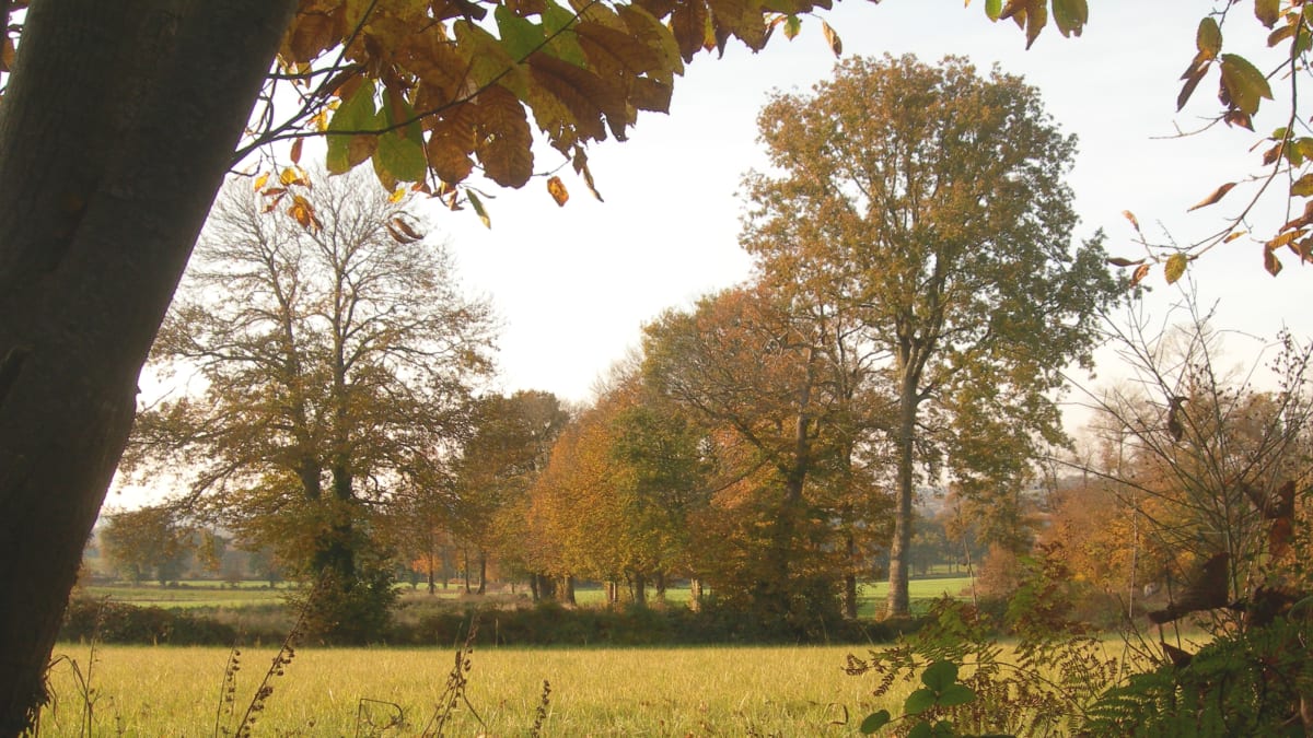 Foulées de Domloup - Domloup
