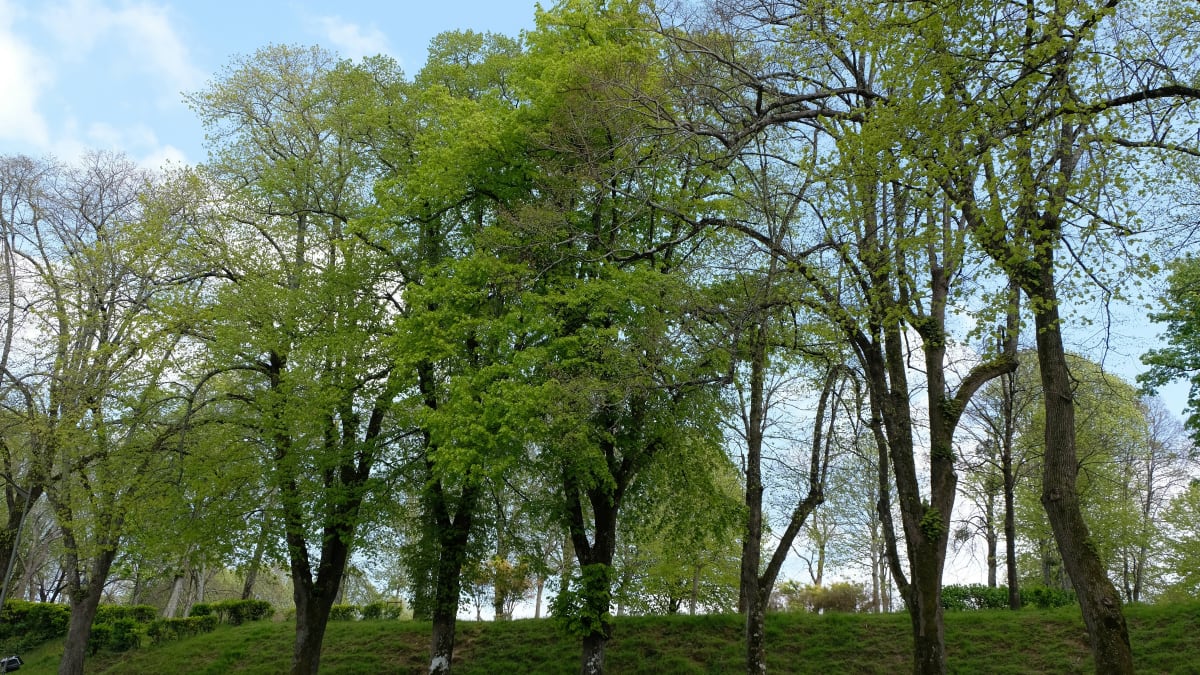 Foulées Ercéennes - Ercé-près-Liffré