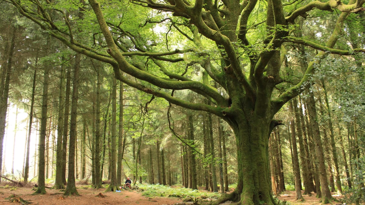 Trail des Légendes de Brocéliande - Iffendic