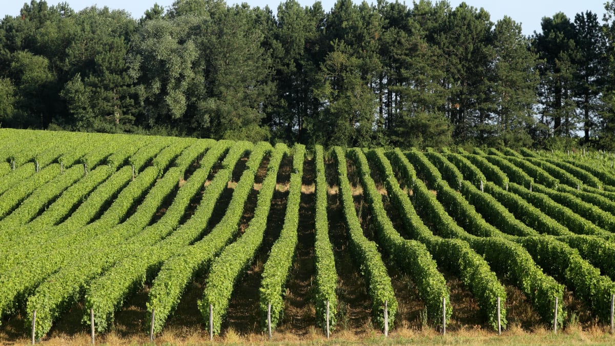 Trail des Vendanges - Quincy