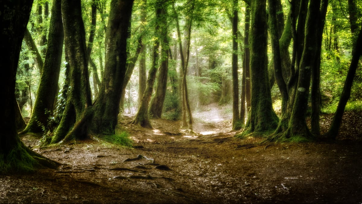 Trail du Château de Verneuil - Verneuil-en-Halatte