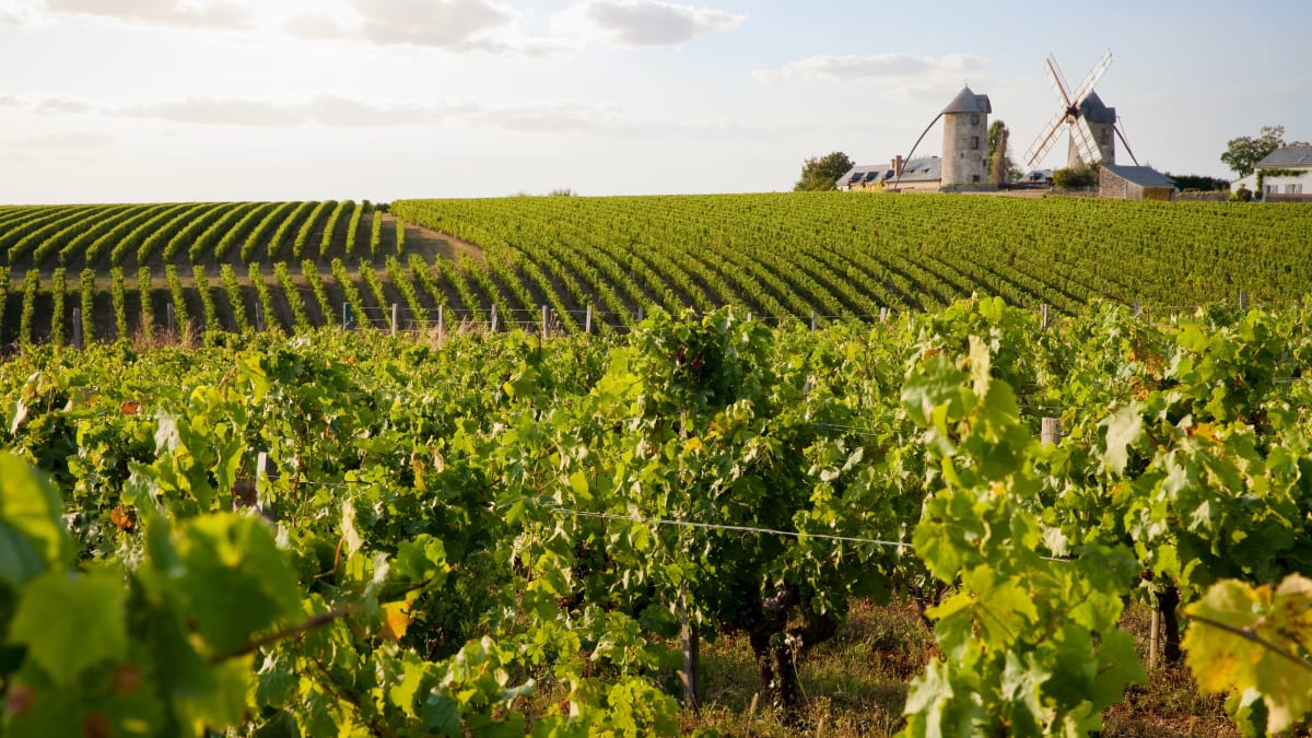 La Grammoirienne - Le Plessis-Grammoire